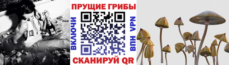 Псилоцибиновые грибы мицелий Гремячинск